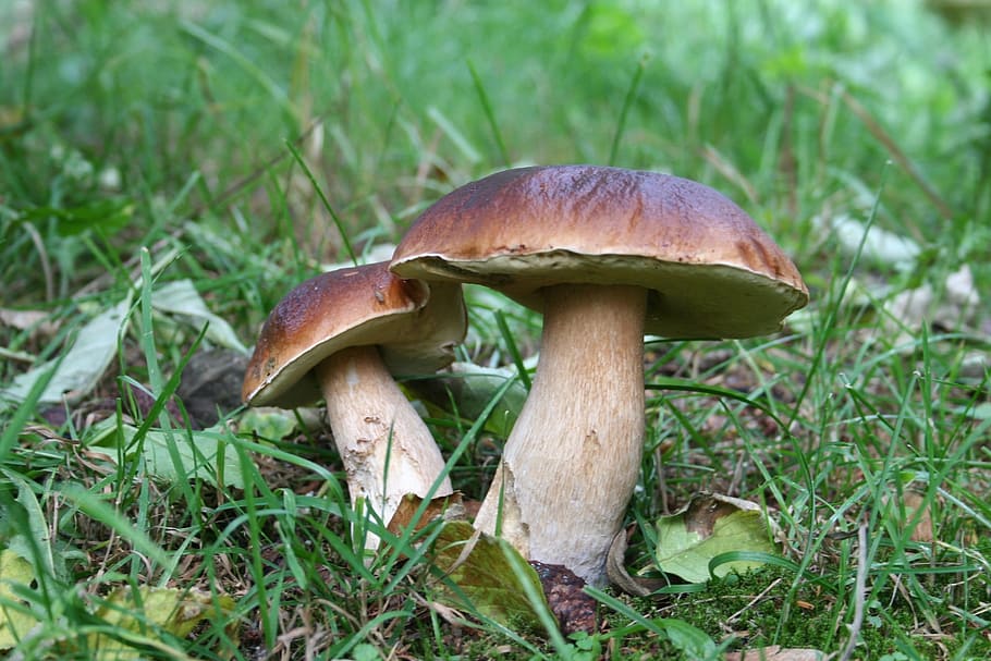 two, brown, mushrooms, green, grass, Mushroom, Nature, Autumn, Forest, Cep