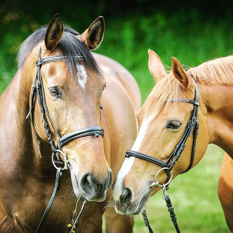 close, photography, two, brown, horses, animal photography, animals, bridle, close-up, horse