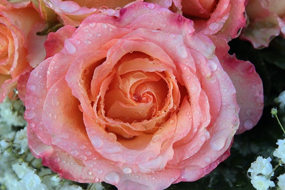 Bunga, Merah Muda, Mekar, mawar, mawar mekar, pink, wangi, romantis, rintik hujan, gypsophila