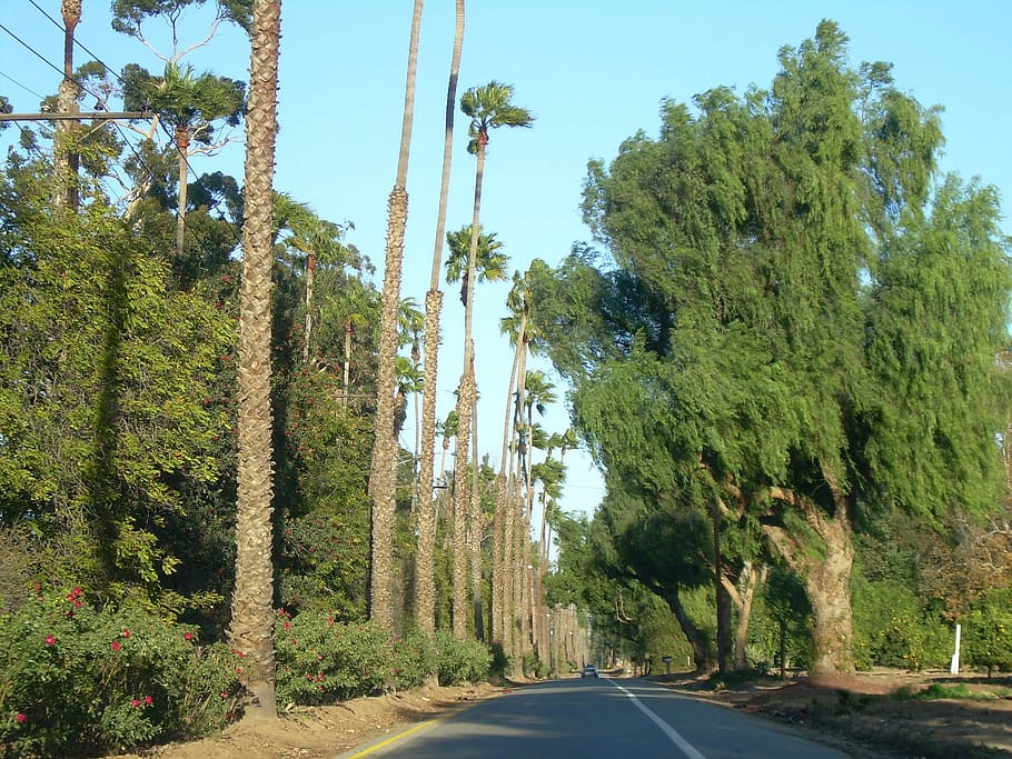 lined, trees, riverside, california, Victoria Avenue, Riverside, California, photos, public domain, road, United States