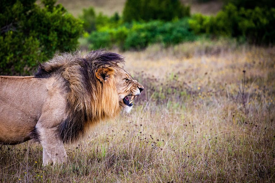 lion, standing, dried, grass, predator, big cat, cat, wild, africa, safari