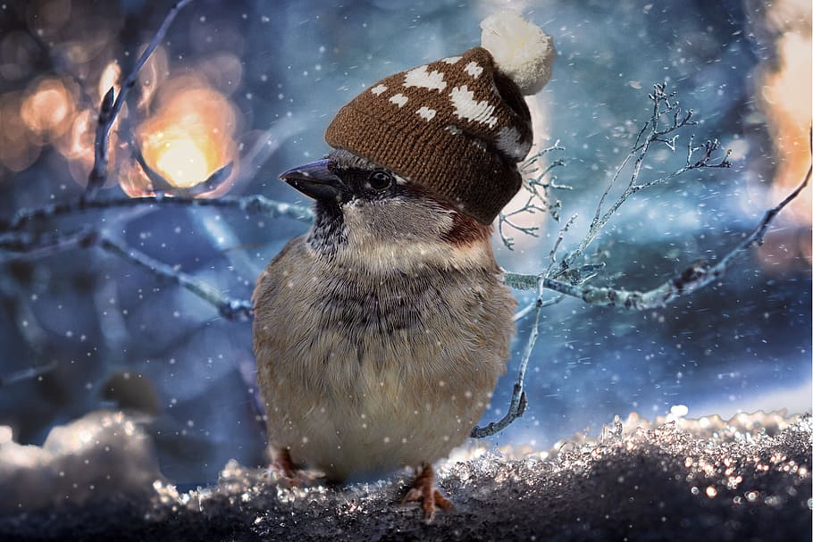 white, bird, wearing, brown, knit, hat, sparrow, birds, sperling, feather