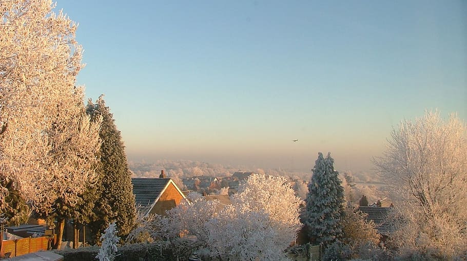 Snow, Trees, Morning, Freezing, Ice, zing, sunrise, winter, aldridge, west midlands