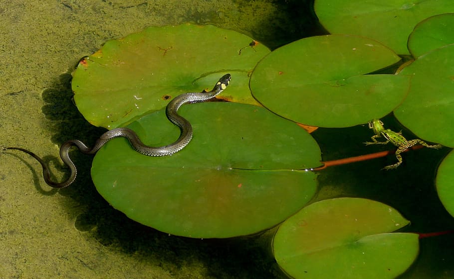 gray, snake, water lily pad, grass snake, hunting, frogs, pond, lily pad, water, green color