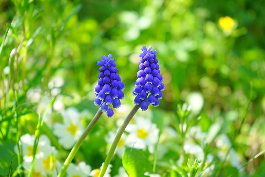 blue petaled flowers, muscari, blossom, bloom, flower, blue, spring, asparagus plant, asparagaceae, perl hyacinth
