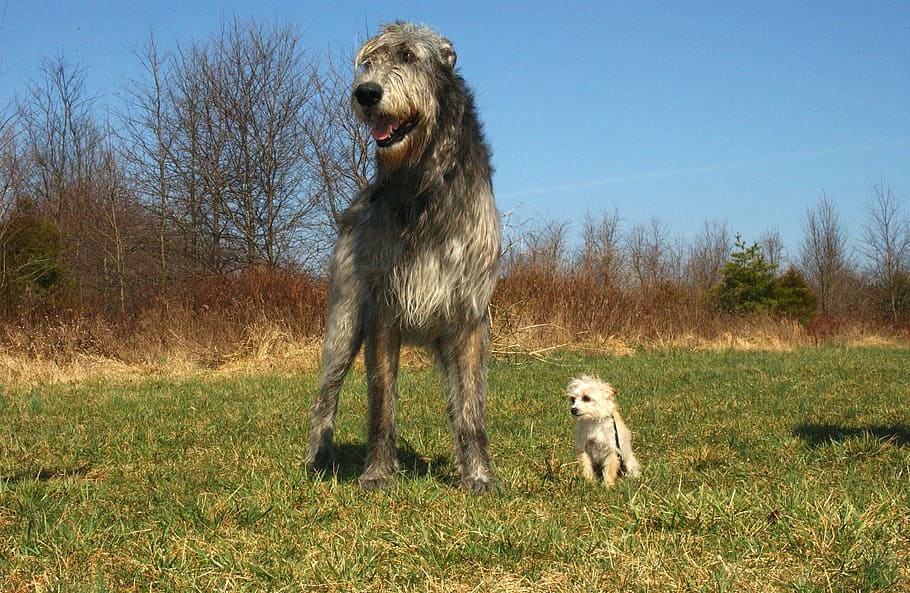 cão de caça escocês adulto, maltês, campo de grama, cão caçador de lobos irlandês, mistura de poodle chihuahua, cães, caninos, animais, animais de estimação, natureza