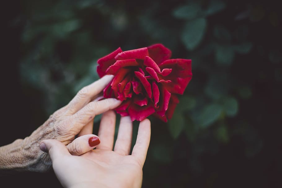 selective, focus photography, two, hands, holding, red, rose, flower, petal, bloom