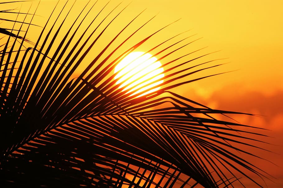 silhueta, palmeira, sol da jamaica, sol, céu, palma e sol, romance, exótico, férias, natureza