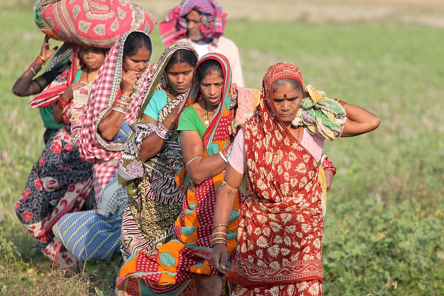 kelompok, wanita, berjalan, bidang rumput, Odisha, Orissa, India, Suku, panen, pemanen