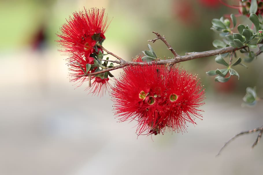 granite kunzea, crimson, bottlebrush, flower, australian, nectar, cultivar, plant, biology, soft blur