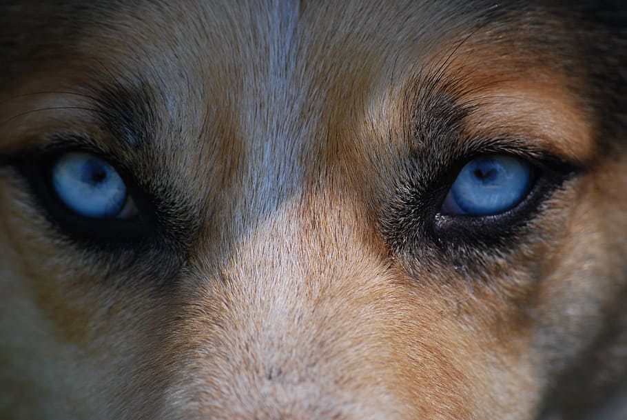 brown, animal, blue, eyes, nature, dog, danger, predator, wolf, hunting