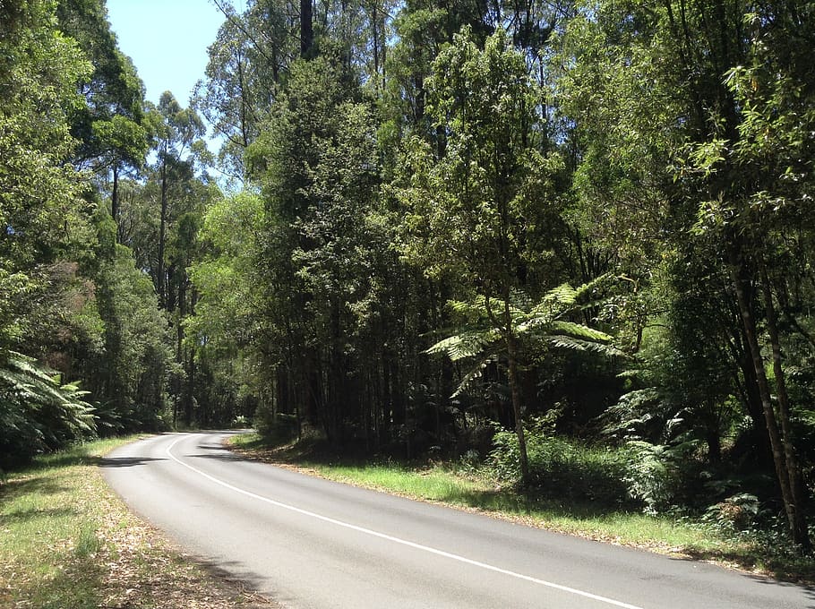 camino, bosque, australia, árbol, planta, la carretera, transporte, dirección, crecimiento, el camino a seguir