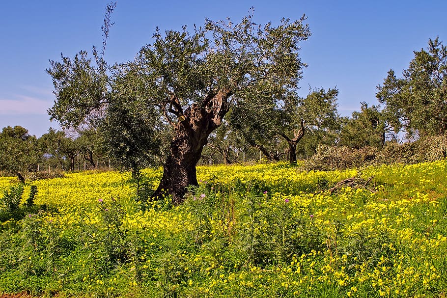 Olive Tree, Clover, Flowers, tree, clover flowers, olive grove, agriculture, olive plants, leaves, campaign