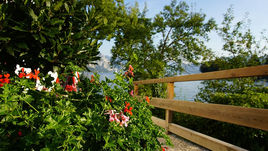 traunsee, flowers, wood plank, lake, tree, waters, austria, gmunden, plant, growth