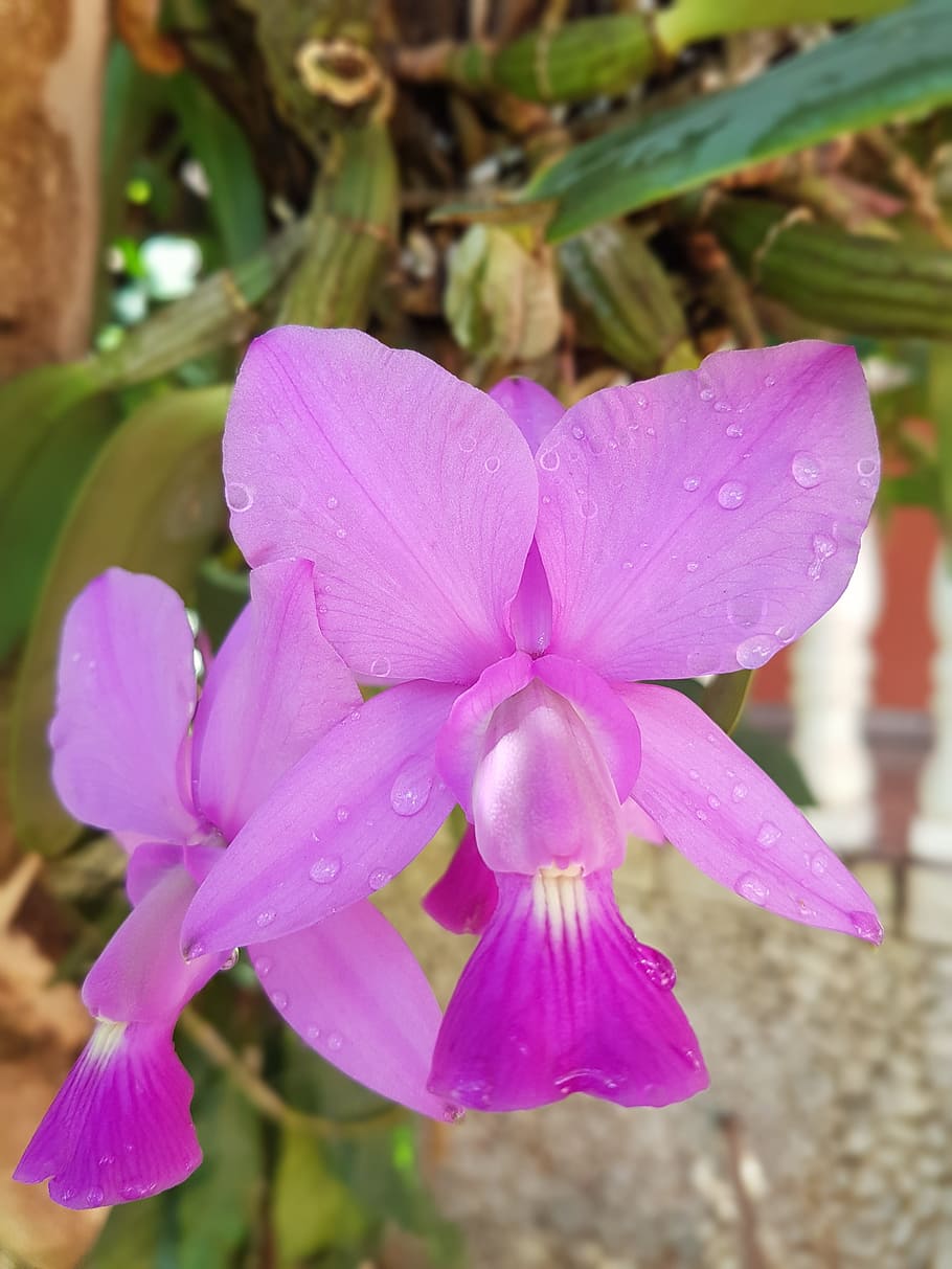 orchid, flower, botanist, lilac orchid, nature, orquidea, flowering plant, plant, petal, beauty in nature