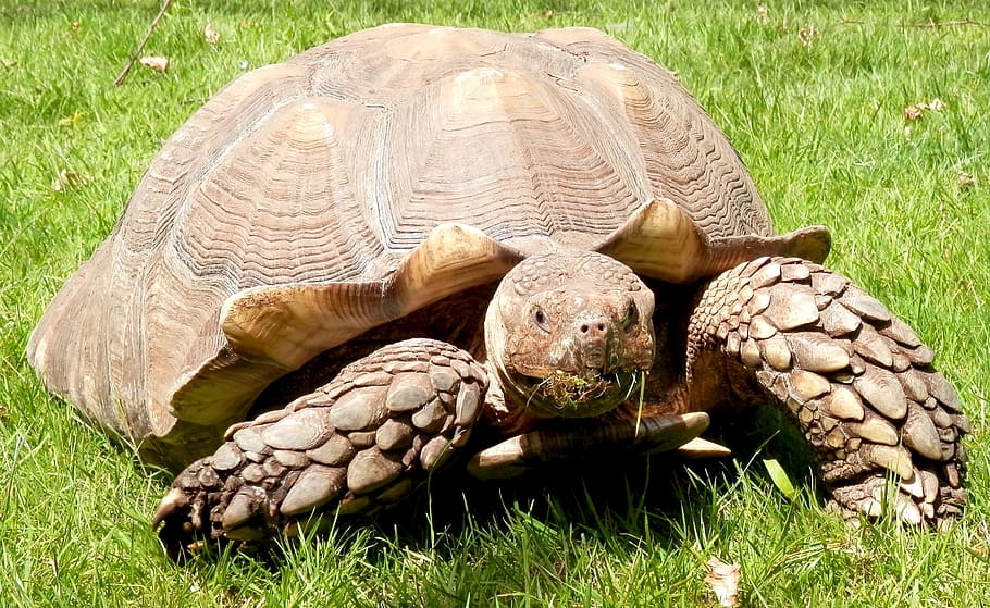 Burmese, Tortoise, burmese tortoise, reptile, shell, turtle, grass, one animal, tortoise shell, animal themes