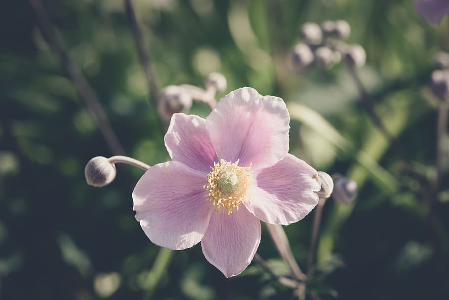 anémona, rosa, otoño, jardín, jardín de flores, finales de verano,  naturaleza, flora, cerrar, Flor | Pxfuel