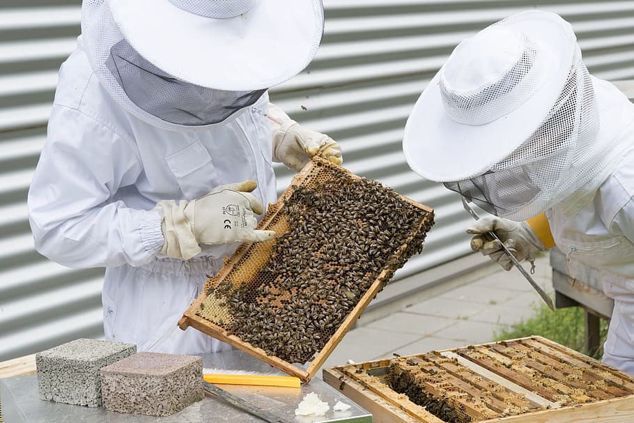 two, men, collecting, honey, beekeeper, bees, beehive, hive, bee breeding, beekeeping