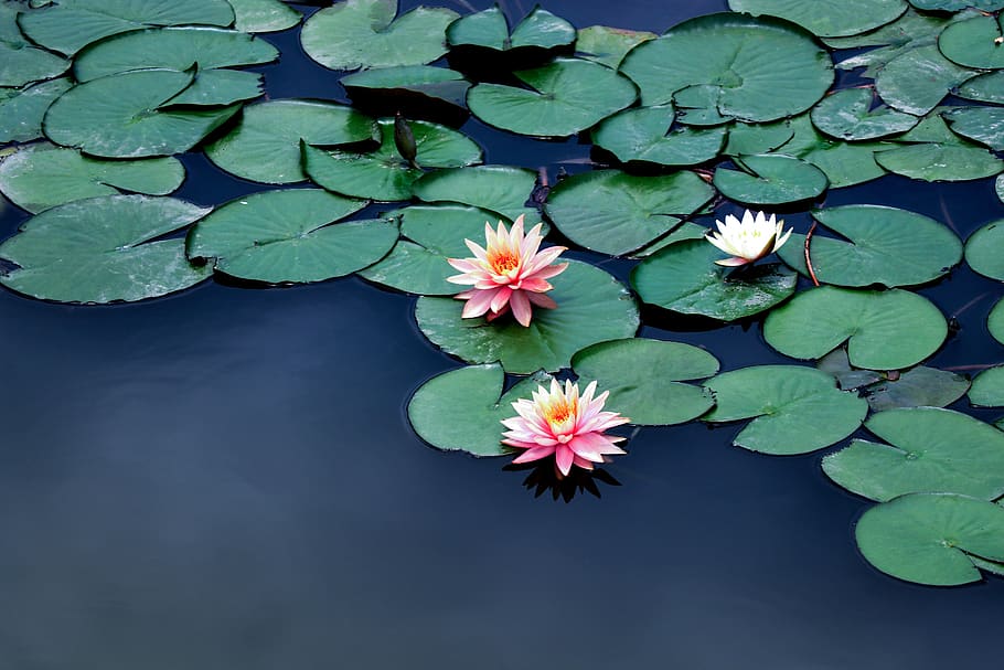 water lilies, the water, summer, lotus, aquatic plants, garden, buddhism, pond, flower, leaf