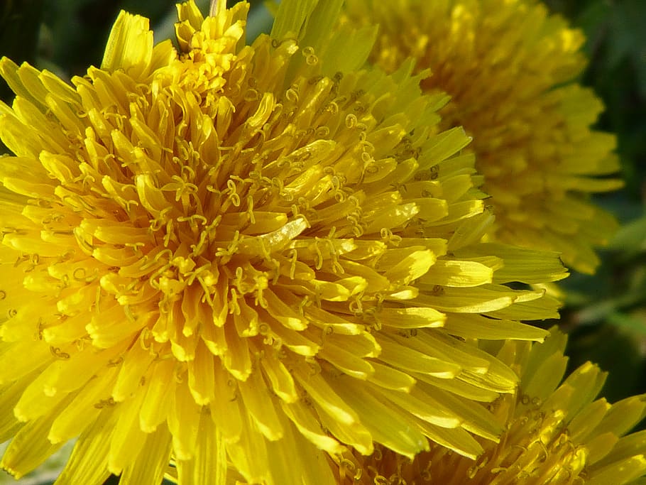 buttercup, dandelion, flowers, nature, yellow, yellow flower, summer, petals, plant, close