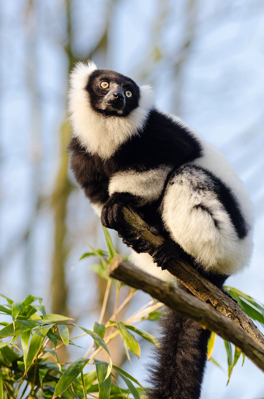 Hitam, putih, Ruffed Lemur, lemur putih dan hitam, tema binatang, satu hewan, hewan, pohon, bertulang belakang, satwa liar