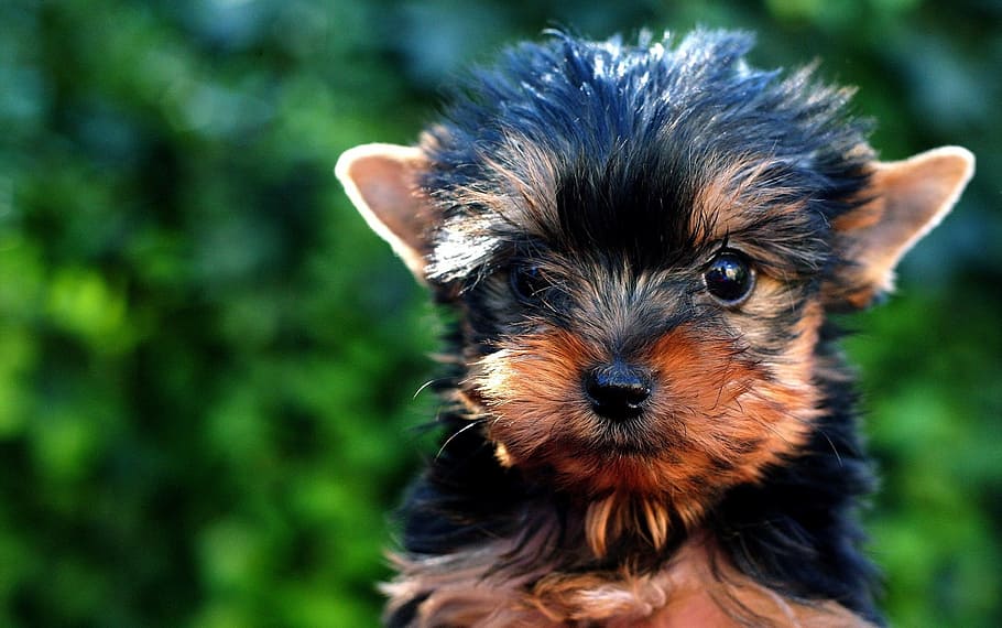 black, tan, yorkshire terrier puppy, close, photography, puppy, dog, canine, cute, pet
