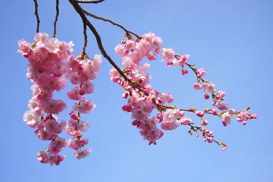 bajo, fotografía de ángulo, cereza, flor, cerezos japoneses, flores, rosa, rama, cereza floreciente japonesa, cereza ornamental