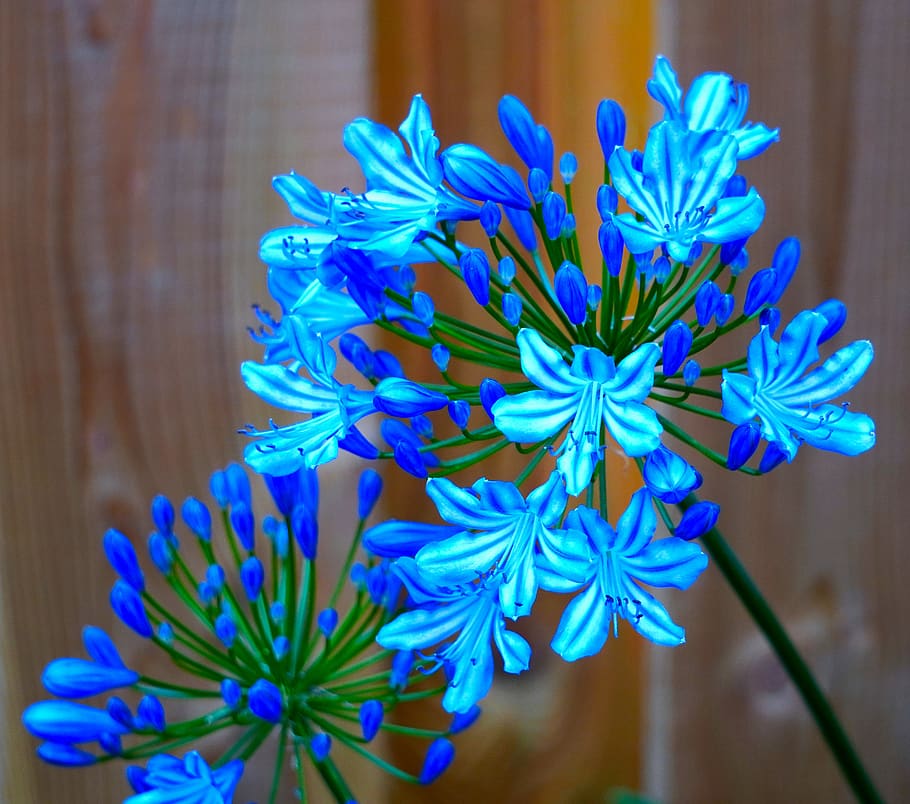 agapanto, flor, azul, naturaleza, flora, planta floreciendo, primer plano,  planta, frescura, foco en primer plano | Pxfuel