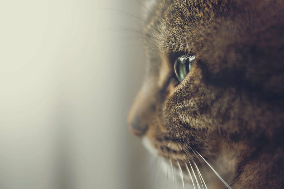 brown, tabby, cat face, selective, focus photo, close, focus, cat, s, left