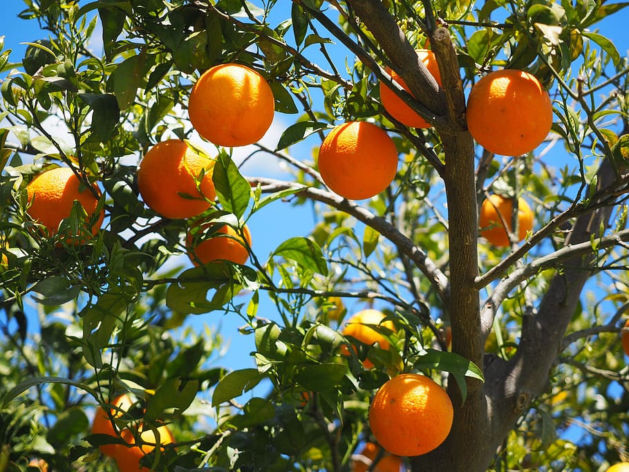 shallow, focus, tree, orange, fruits, oranges, orange tree, citrus fruits, leaves, aesthetic