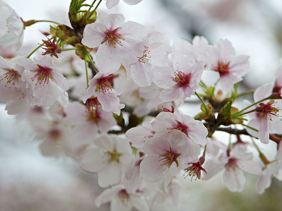 closeup, photography, white, pink, cherry, blossoms, flower, petal, bloom, garden