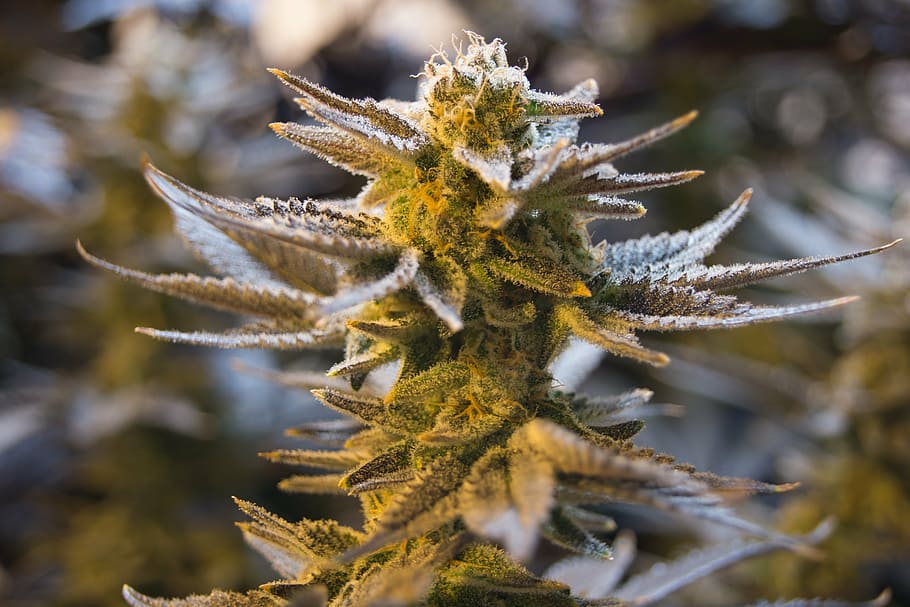 close-up photo, green, leafed, plant, cannabis, pot, weed, marijuana, drug, natural