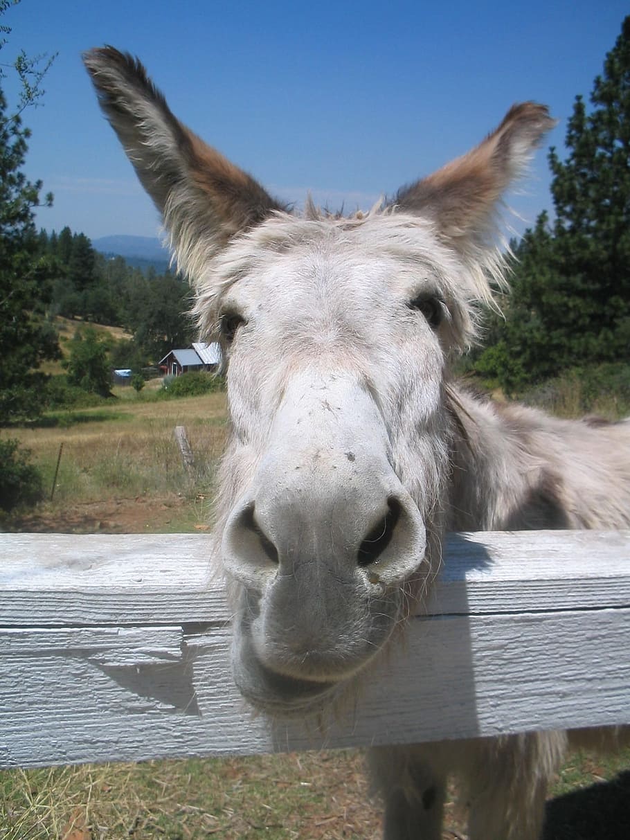 close-up photography, gray, animal, green, grass, daytime, donkey face, donkey head, nose, eyes