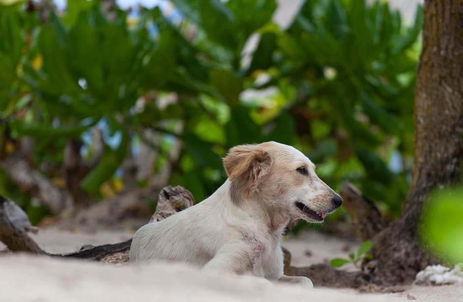 perro rubio, perro callejero, perro de playa, perro blanco, perro, playa, mar, vacaciones, animal, canino