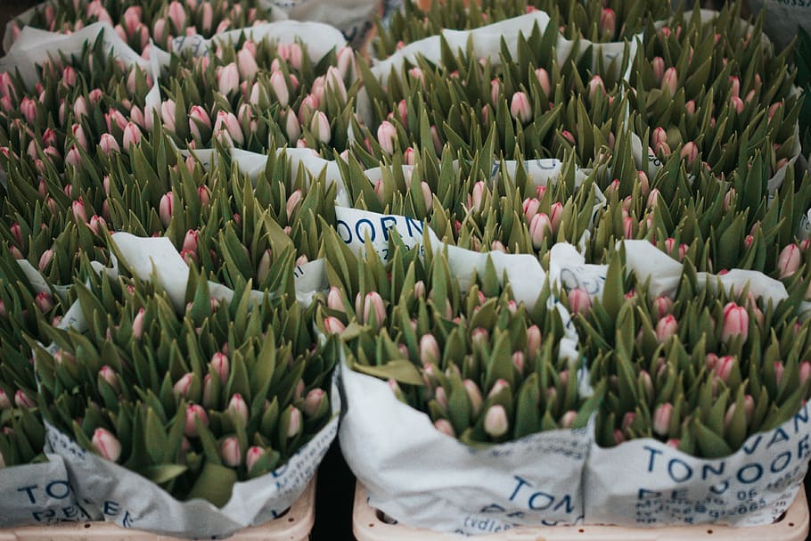 pink tulips sacks, flower, plants, leaf, bunch, farm, garden, commercial, blur, nature