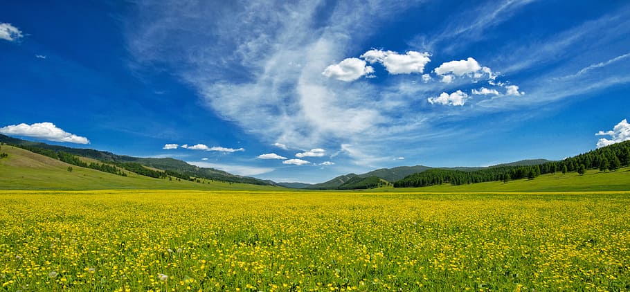 green, grass field, blue, sky, yellow flowers, buttercup, one side, the valley of flowers, bogart village, june
