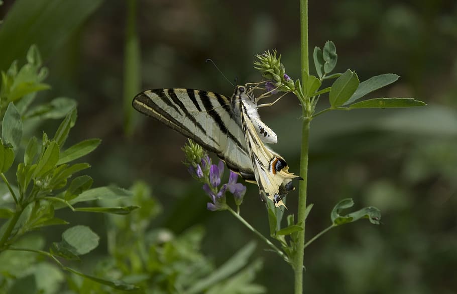 Butterfly, Scarce Swallowtail, Morocco, swallowtail butterflies, plant, flower, nature, leaf, growth, insect