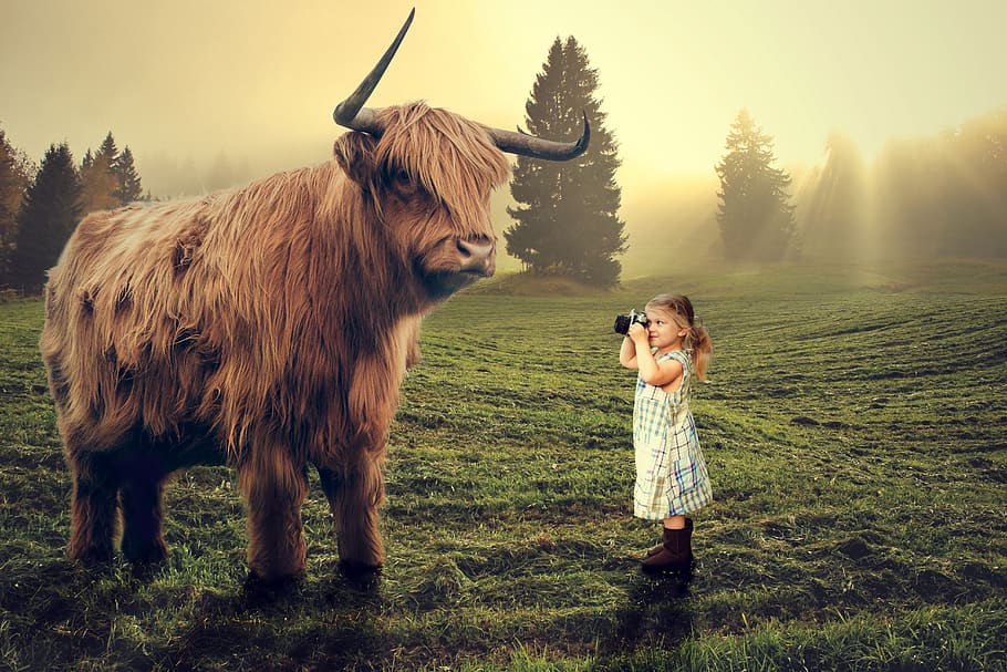 toro, niña, niños, niño, fotógrafo, photoshop, fotomanipulación, intrépida, bosque, verde