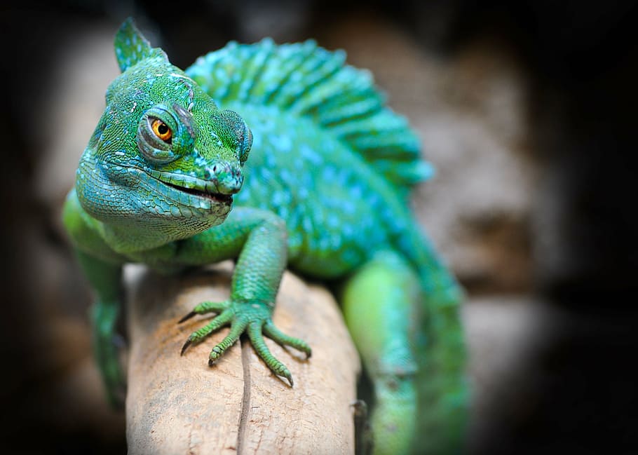 selective, focus photography, green, chameleon, reptile, eskilstuna, exotic, lizard, photoshop, green lizard