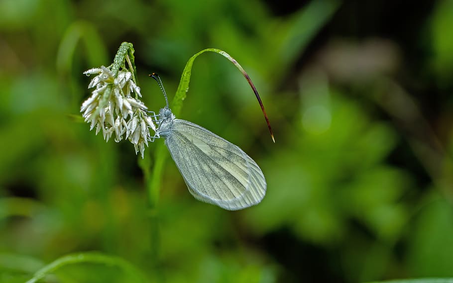 weis sling, white, butterfly, drexel, insect, butterflies, plant, close-up, growth, beauty in nature