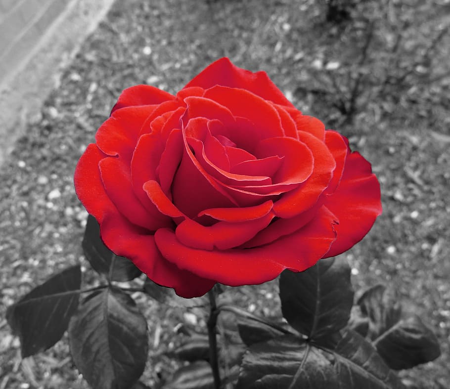 selective, focus color photograph, red, rose, garden rose, flower, love, valentine's day, romance, romantic