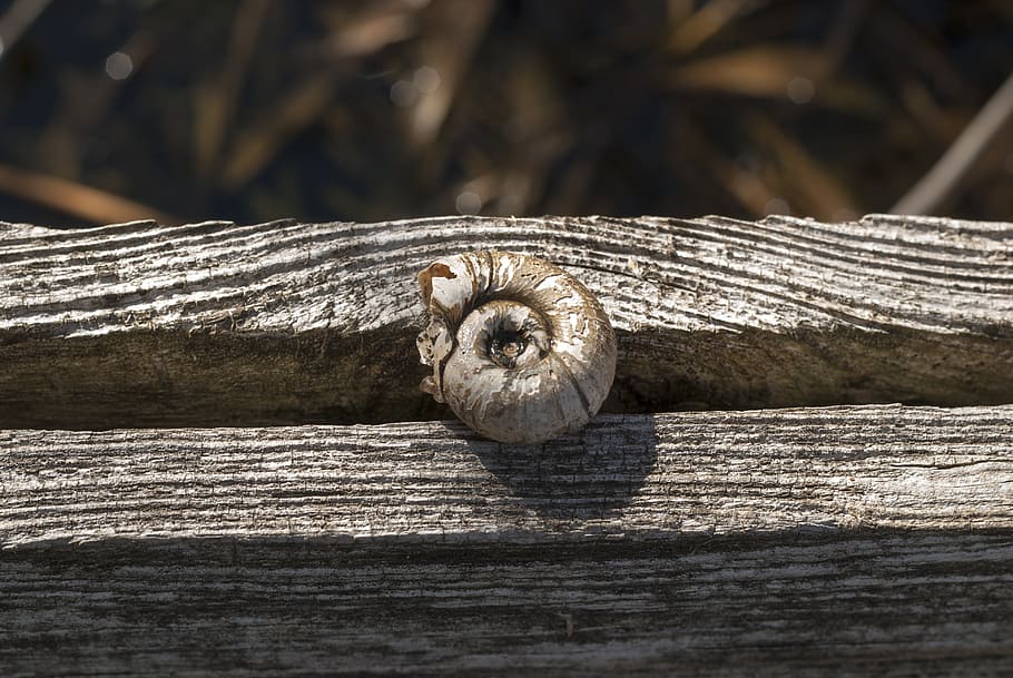 snail, tree, texture, lines, scallop, shell, brown, wood - material, animal wildlife, animals in the wild