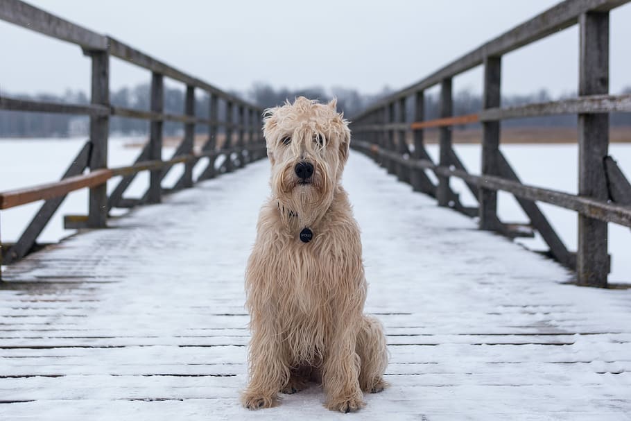 adult, brown, dog, sitting, snow, covered, dock, animal, canine, bridge