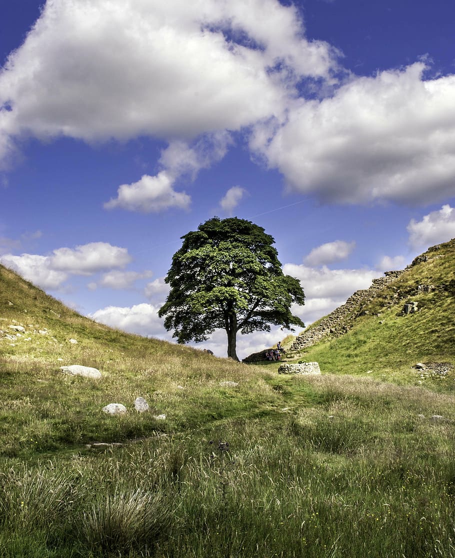 sycamore gap, robin hood, northumberland, landscape, lonely tree, cloud - sky, plant, sky, grass, beauty in nature