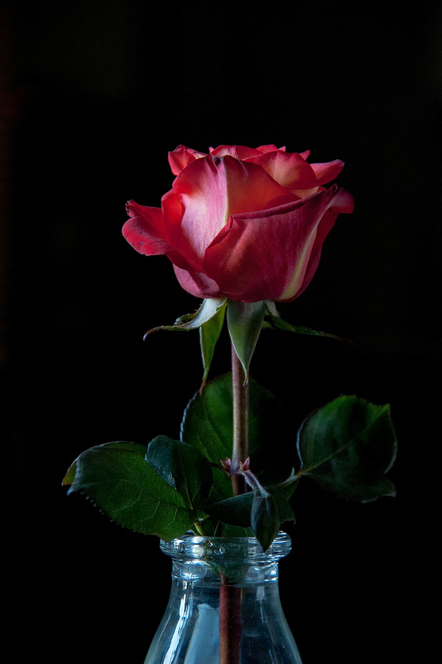 pink, rose, clear, glass vase, black background, petals, red rose, one rose, beautiful flower, closeup