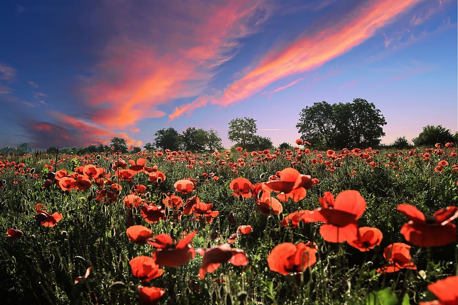 landscape, sun, flowers, poppies, lavender, red, green, blue, colored, earth