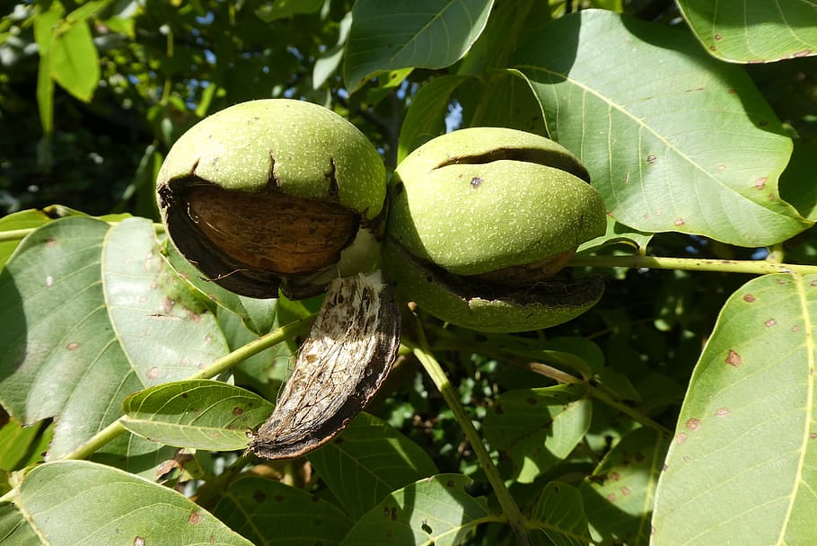 walnut, bolster, tree, fruit, autumn, food, nuts, leaf, plant part, growth