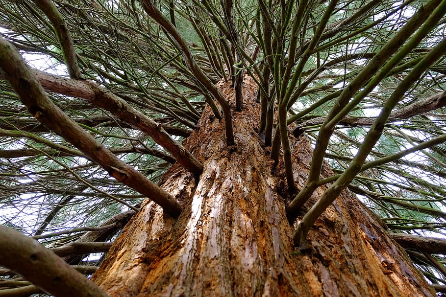 Sequoia, árbol, ciprés, tribu, grande, rojo, ramas, corteza, ramas de secoya, alto