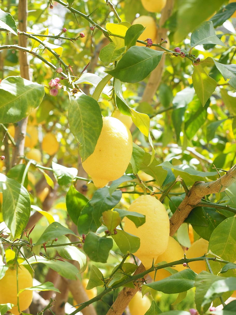 レモン, リモーネ, レモンの木, 柑橘類×リモン, 柑橘類, 果物, トロピカルフルーツ, 黄色, 熟した, ビタミン