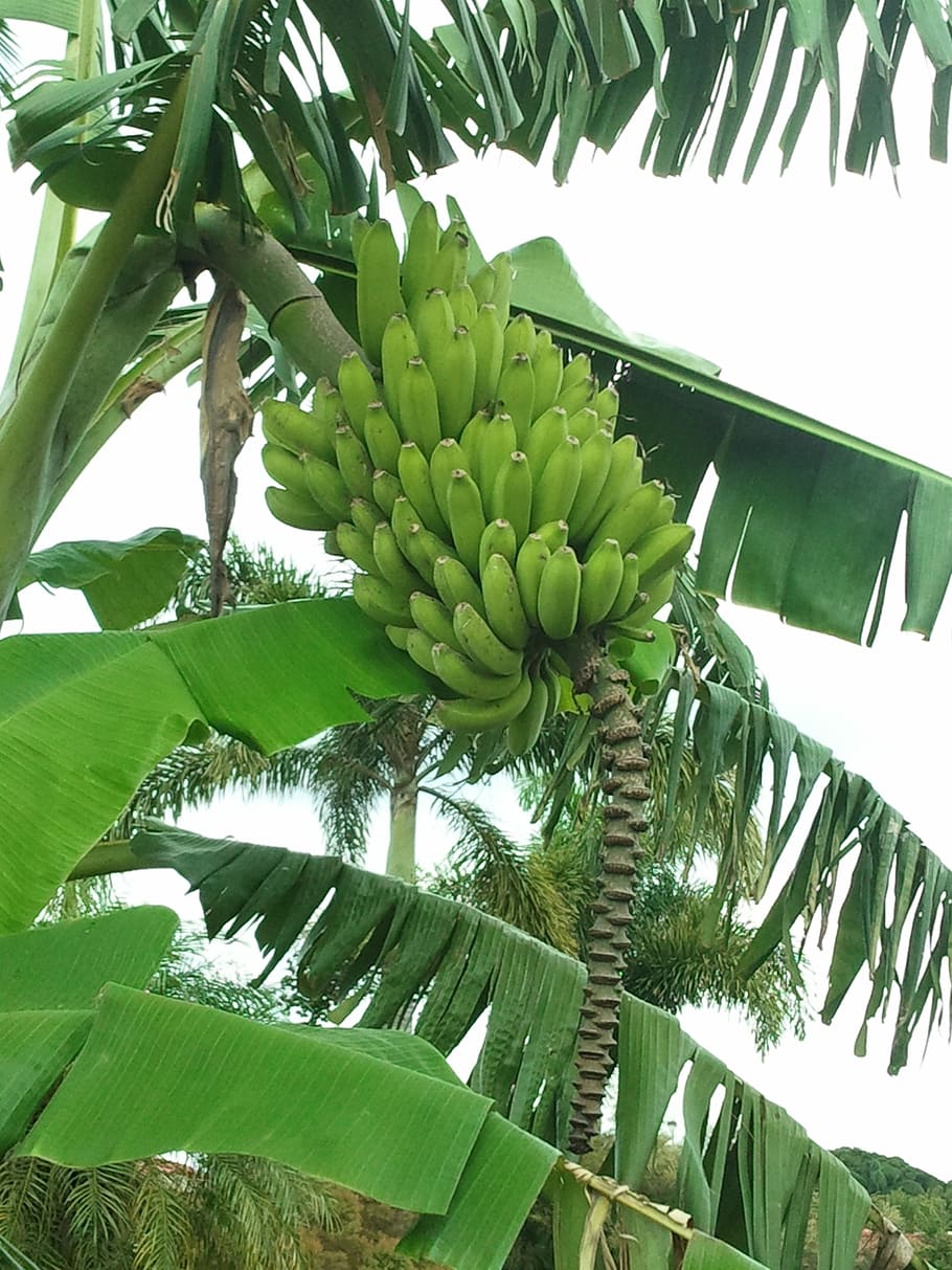 banana, bunch, food, fruit, fresh, tropical, organic, healthy eating ...